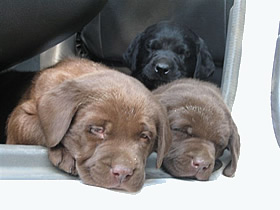 Two chocolate and a black labrador puppies