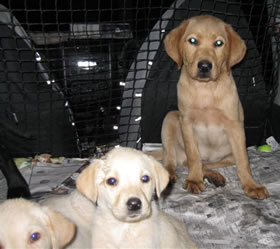 Golden and cream Labrador puppies