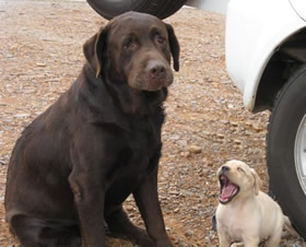 Chocolate or brown adult male labrador and a cream pup